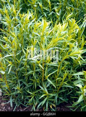 Tarragon - French - (Artemisia dracunculus `Sativa')   HER022636 Stock Photo